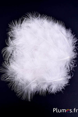 Paon blanc - 5-8 cm - blanc naturel